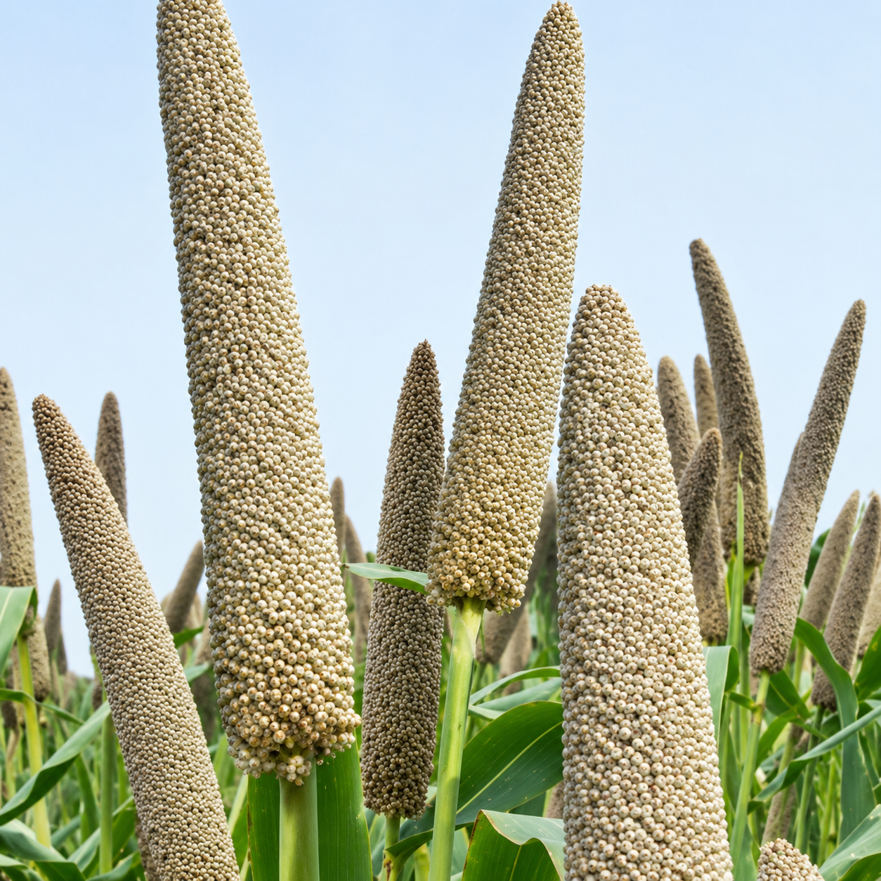 Millets